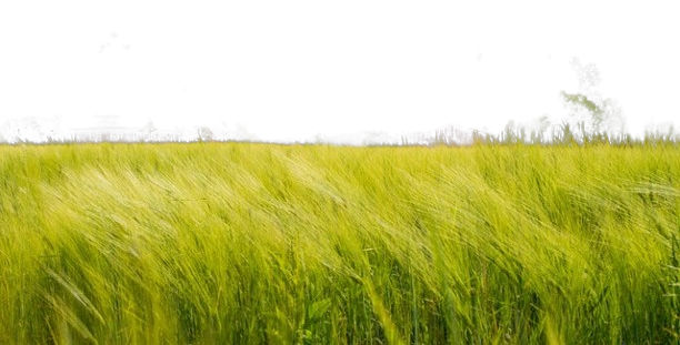 barley-removebg-preview