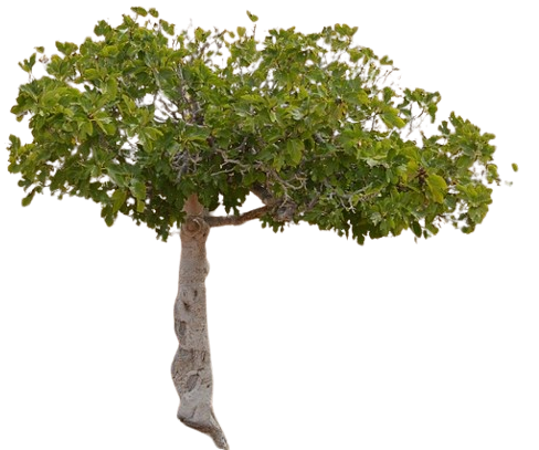 fig_tree-removebg-preview