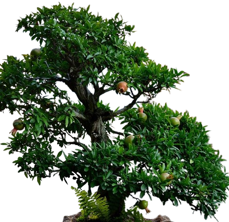 pomegranate_tree-removebg-preview