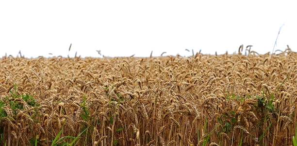 wheat-removebg-preview